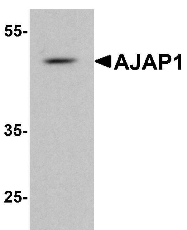 Western blot analysis of AJAP1 in rat liver tissue lysate with AJAP1 antibody at 1 μg/ml