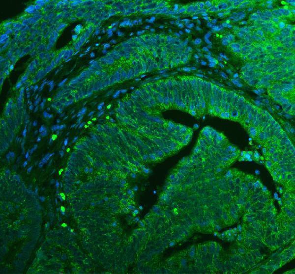a07803 2 atg10 primary antibodies if testing 1