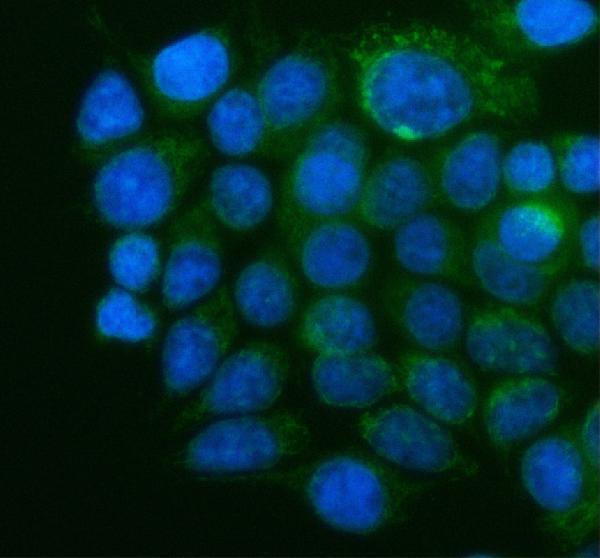 a07803 2 atg10 primary antibodies if testing 2