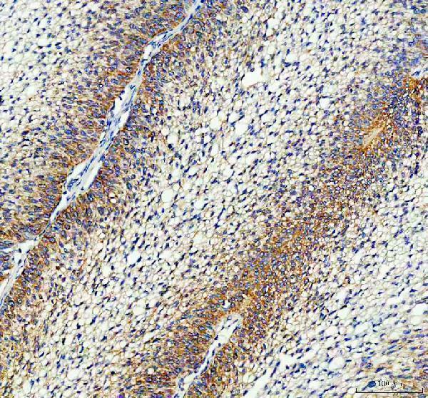 IHC analysis of ATG10 using anti-ATG10 antibody (A07803-2)