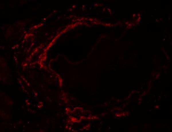 Immunofluorescence of LZTS2 in human kidney tissue with LZTS2 antibody at 20 μg/mL