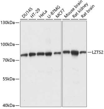 Western blot analysis of extracts of various cell lines, using LZTS2 antibody  at 1:1000 dilution