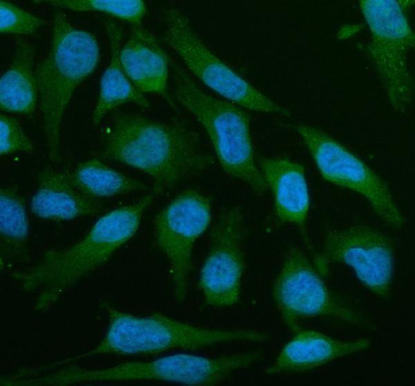  IF analysis of LZTS2 using anti-LZTS2 antibody (A07806-3)
