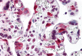 Immunohistochemistry of LZTS2 in human placenta tissue with LZTS2 antibody at 5 μg/mL