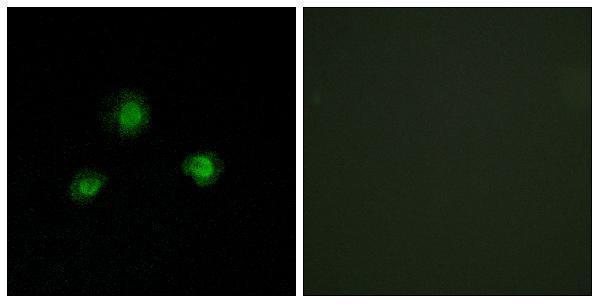 Immunofluorescence analysis of A549 cells, using Ubinuclein Antibody