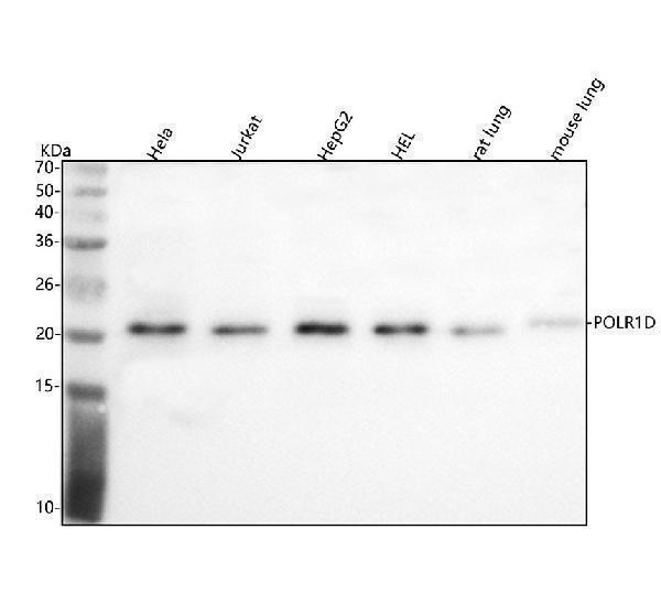 a07808 1 polr1d primary antibodies wb testing 1