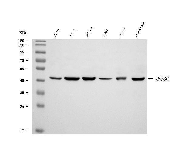 a07809 1 vps36 primary antibodies wb testing 1