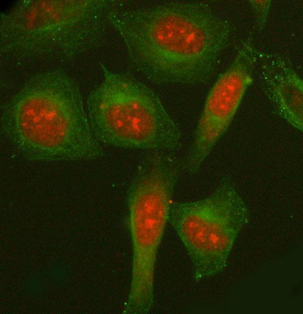 a07810 2 ncoa5 primary antibodies if testing 7