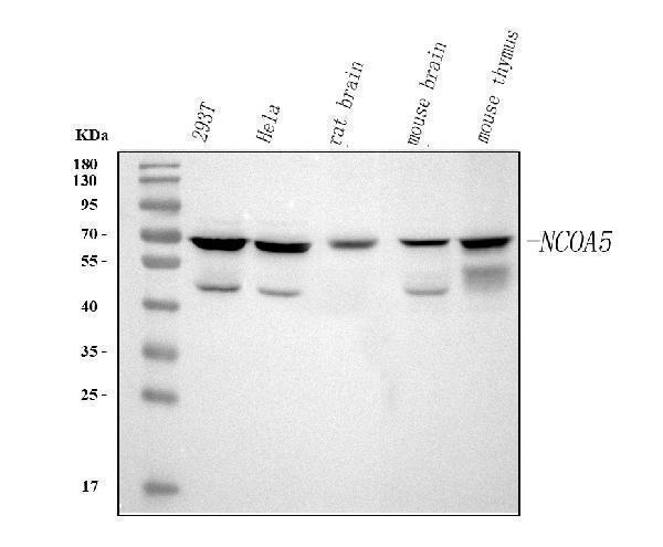  Western blot analysis of NCOA5 using anti-NCOA5 antibody (A07810-2)