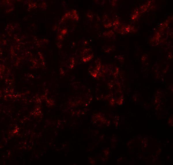 Immunofluorescence of KIRREL2 in human pancreas tissue with KIRREL2 antibody at 20 μg/ml