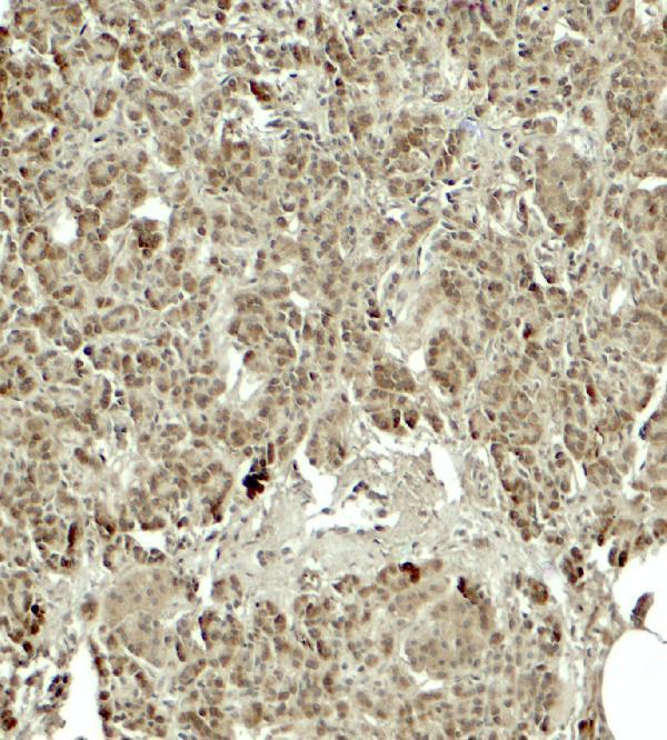 Immunohistochemistry of KIRREL2 in human pancreas tissue with KIRREL2 antibody at 5 μg/ml