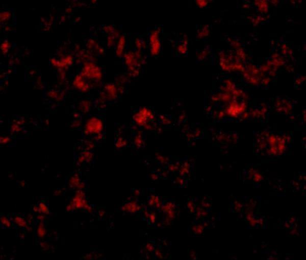 a07814 them4 primary antibodies if testing 3