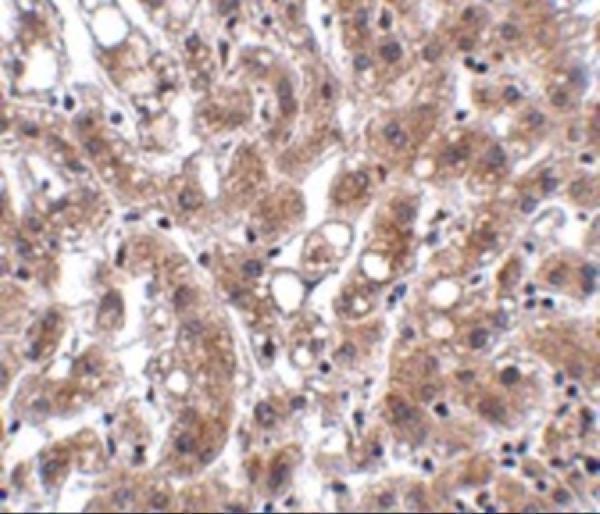 a07814 them4 primary antibodies ihc testing 2