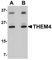 a07814 them4 primary antibodies wb testing 1
