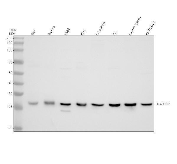 Western blot analysis of HLA-DOB using anti-HLA-DOB antibody (A07815-2)