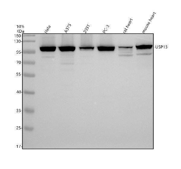 Western blot analysis of USP13 using anti-USP13 antibody (A07816-2)