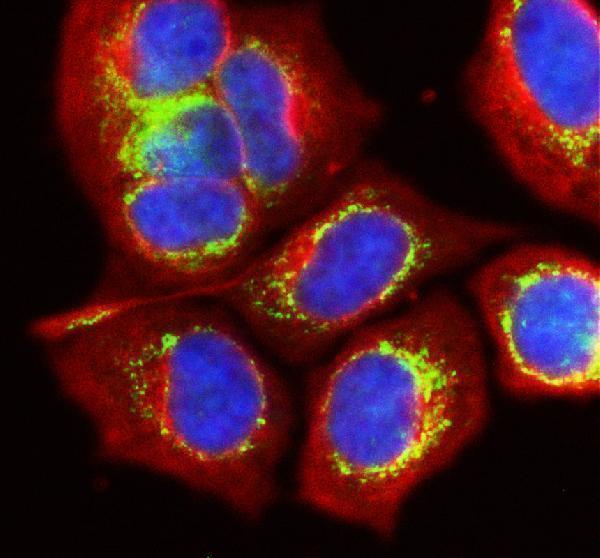 a07818 1 ech1 primary antibodies if testing 1