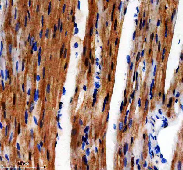 a07818 1 ech1 primary antibodies ihc testing 3