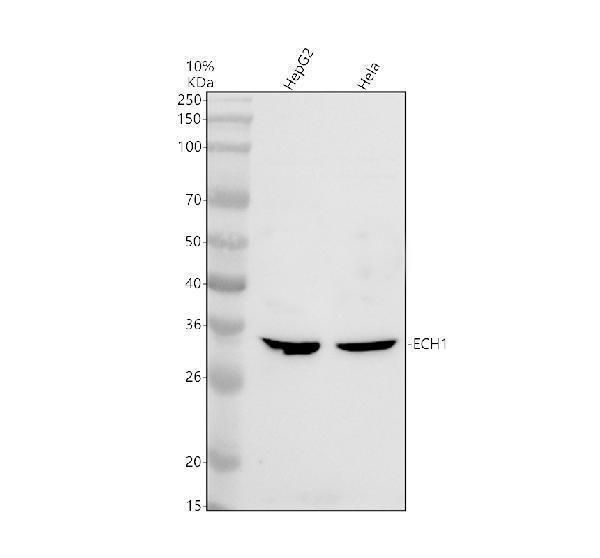 Western blot analysis of ECH1 using anti-ECH1 antibody (A07818-1)