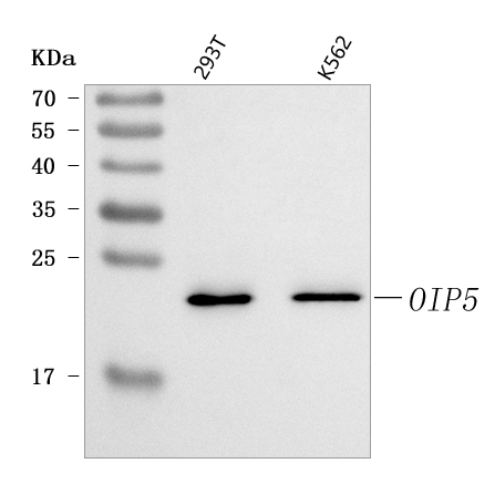  Western blot analysis of OIP5 using anti-OIP5 antibody (A07819)
