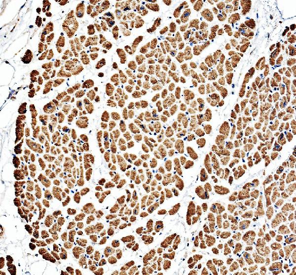 a07820 1 itga11 primary antibodies ihc testing 1