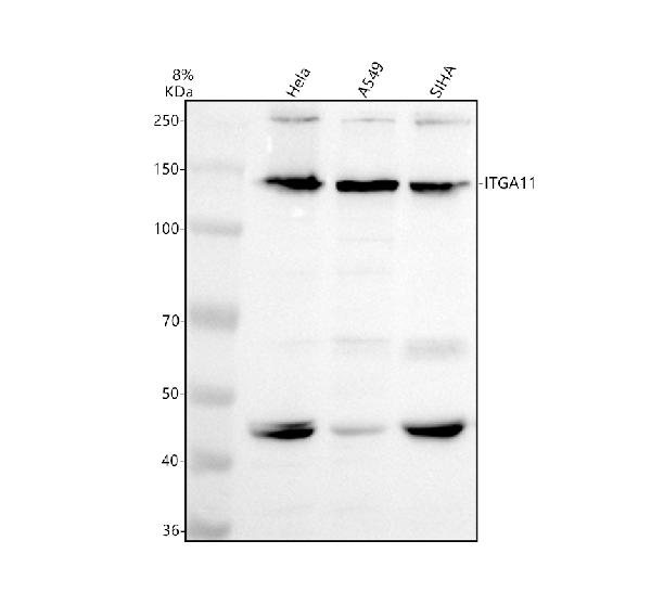 a07820 1 itga11 primary antibodies wb testing 1