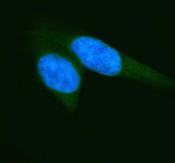  IF analysis of ELP2 using anti-ELP2 antibody (A07823-2)