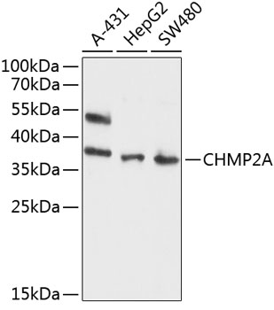 a07825 chmp2a primary antiboties wb testing 1
