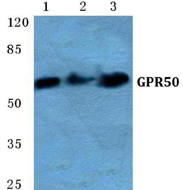 a07827 1 gpr50 primary antiboties wb testing 1