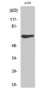 a07827 gpr50 primary antibodies wb testing 2