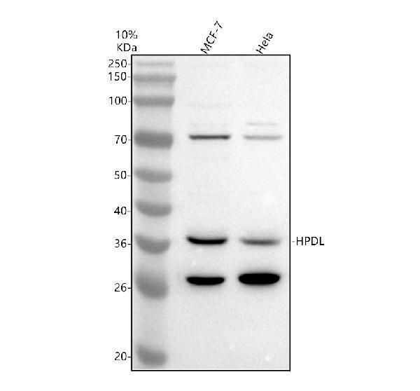 a07828 1 hpdl primary antibodies wb testing 1