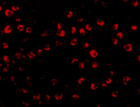 a07830 otud4 primary antibodies if testing 3
