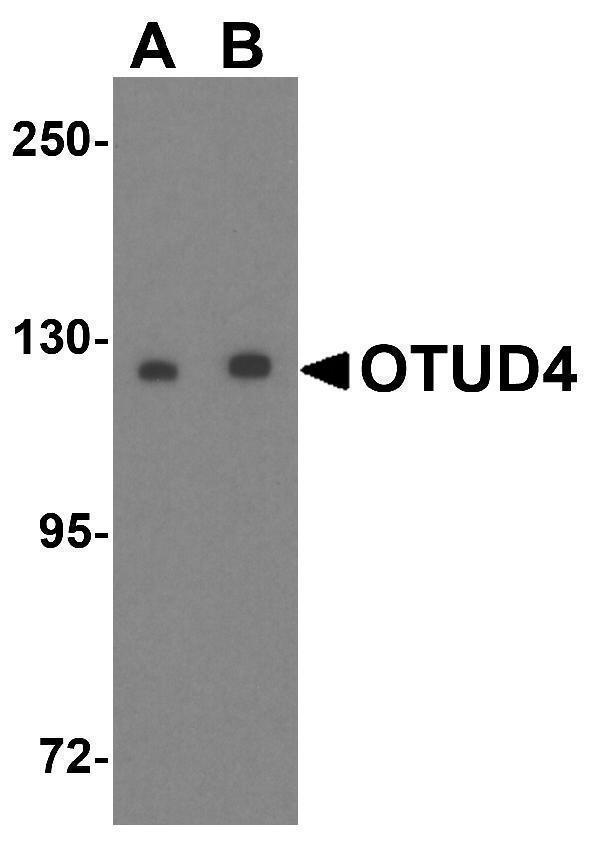 a07830 otud4 primary antibodies wb testing 1