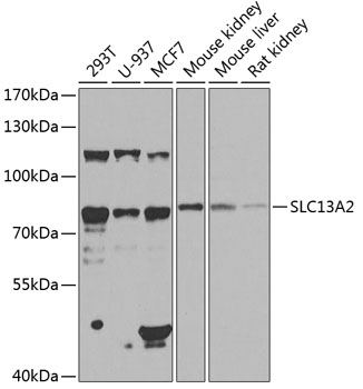 a07831 slc13a2 primary antiboties wb testing 1