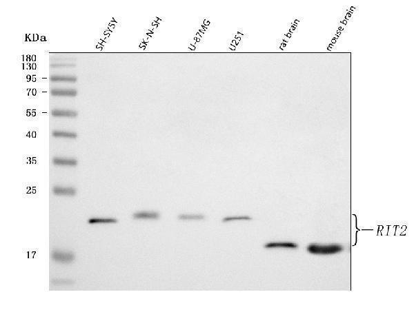  Western blot analysis of RIT2 using anti-RIT2 antibody (A07833-1)