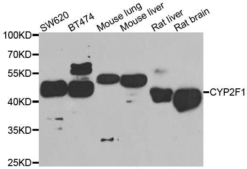 Western blot analysis of extracts of various cell lines, using CYP2F1 antibody