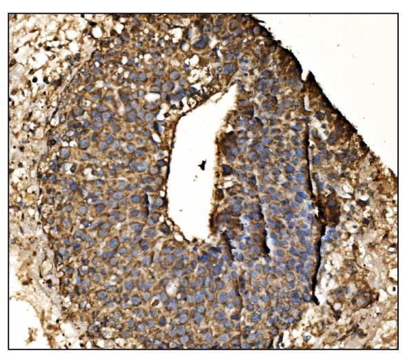  IHC analysis of Arginine Decarboxylase/AZIN2 using anti-Arginine Decarboxylase/AZIN2 antibody (A07836)