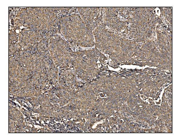 a07836 azin2 primary antibodies ihc testing 3_1