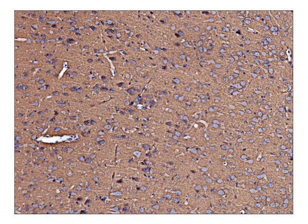 a07836 azin2 primary antibodies ihc testing 4_1