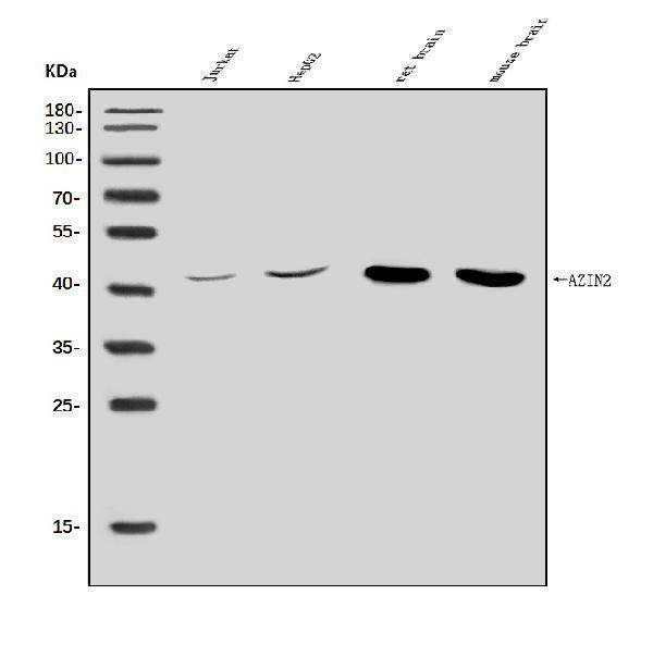  Western blot analysis of Arginine Decarboxylase/AZIN2 using anti-Arginine Decarboxylase/AZIN2 antibody (A07836)