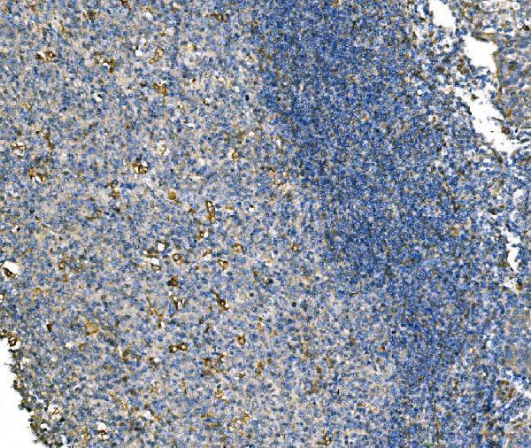 a07838 1 nlrp7 primary antibodies ihc testing 5