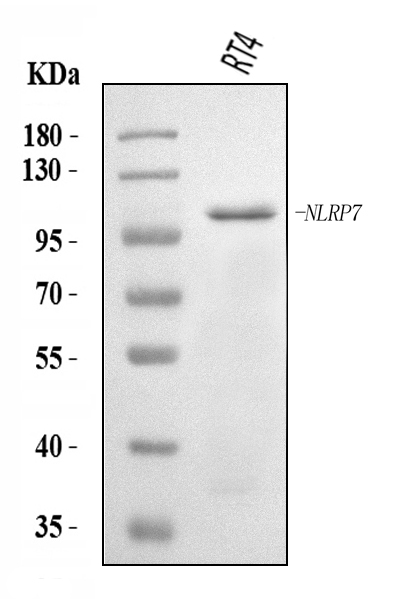  Western blot analysis of NLRP7 using anti-NLRP7 antibody (A07838-1)