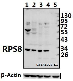 a07839 1 rps8 primary antiboties wb testing 1