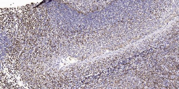 a07839 rps8 primary antibodies ihc testing 1