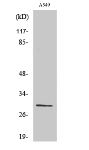 a07839 rps8 primary antibodies wb testing 2