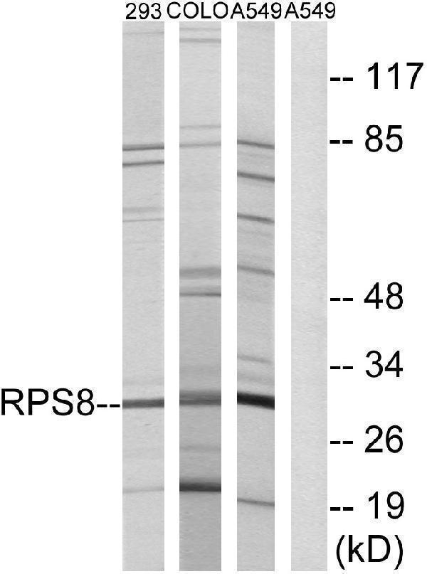 a07839 rps8 primary antibodies wb testing 3