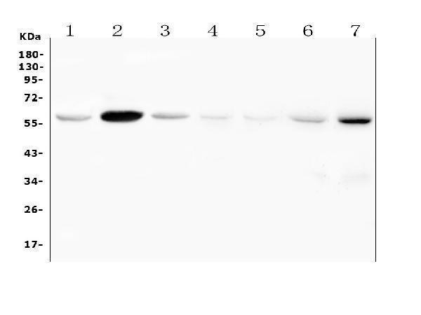 a07840 2 fscn2 primary antibodies wb testing 1_1