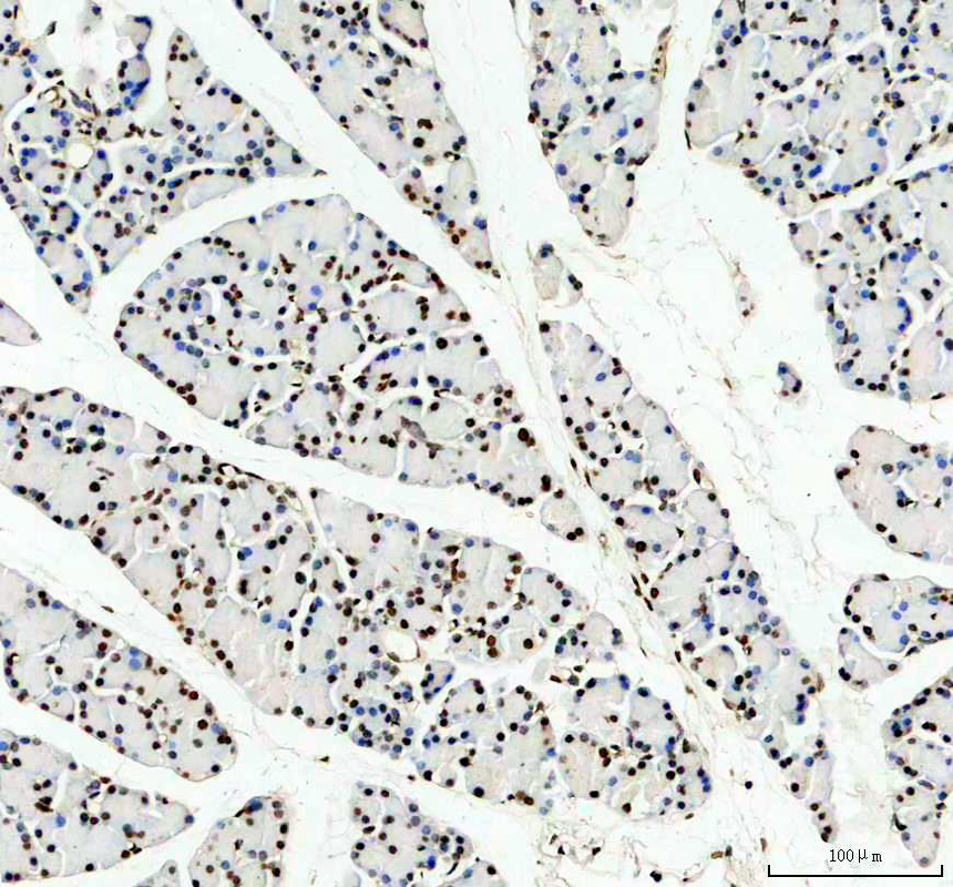 a07845 1 itpkc primary antibodies ihc testing 4