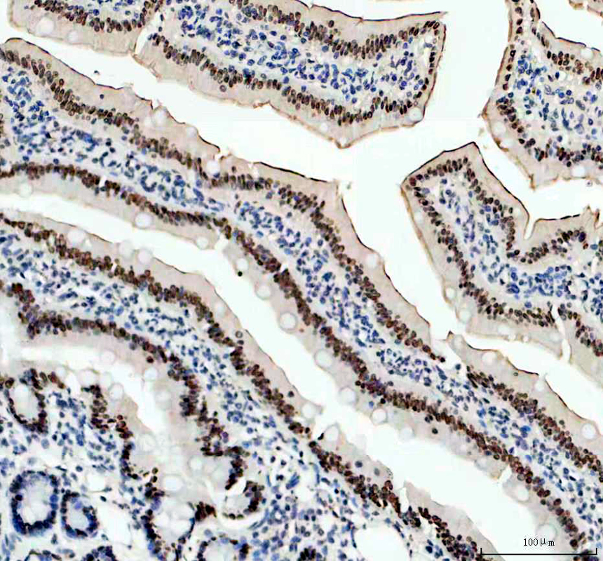 a07845 1 itpkc primary antibodies ihc testing 5