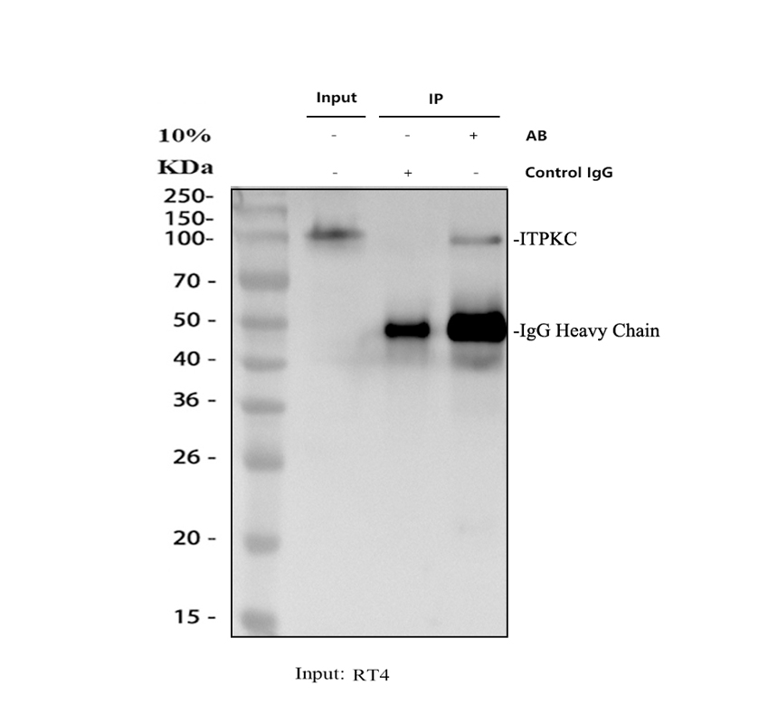 a07845 1 itpkc primary antibodies ip testing 1
